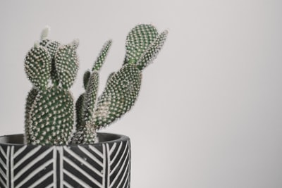 White and black ceramic pot green cactus plants
